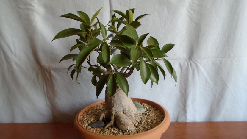 Ficus microcarpa cv. Ginseng - Caudiciforme - pachycaule si bulboase 2020 bis