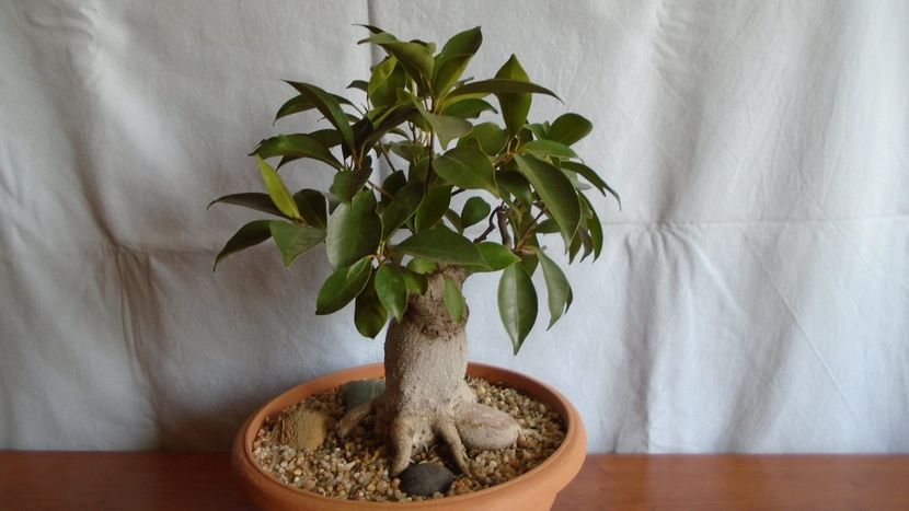 Ficus microcarpa cv. Ginseng - Caudiciforme - pachycaule si bulboase 2020 bis