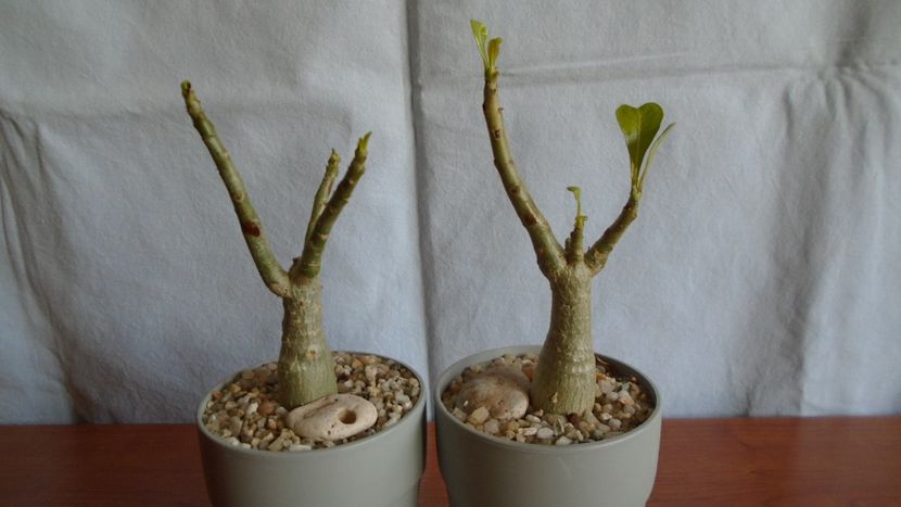 Adenium obesum cv. Yellow Soon & Adenium obesum cv. Star Of Black Night - Caudiciforme - pachycaule si bulboase 2020 bis