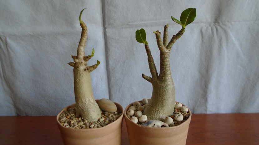 Adenium arabicum "Black Pearl" & Adenium thai socotranum "Golden Crown" - Caudiciforme - pachycaule si bulboase 2020 bis