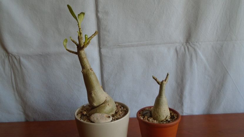 Adenium somalense & Adenium obesum - Caudiciforme - pachycaule si bulboase 2020 bis