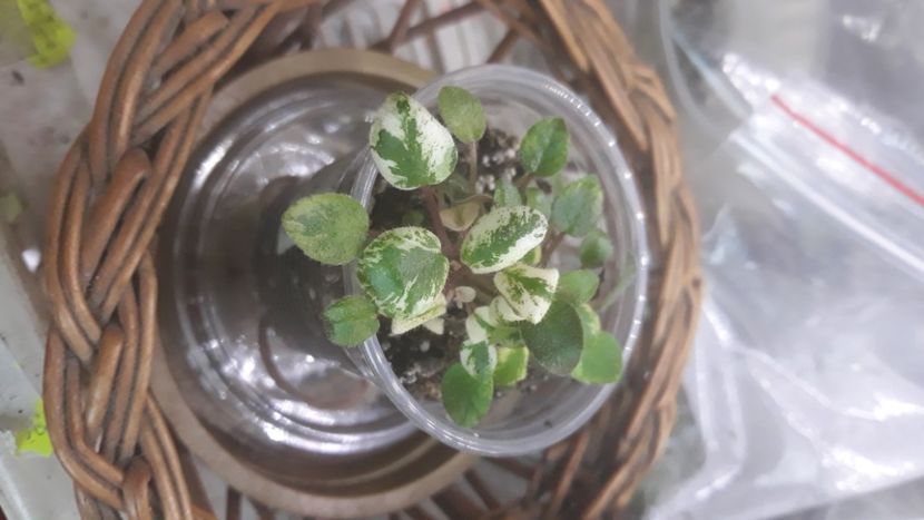  - Edees Rosedud Trail