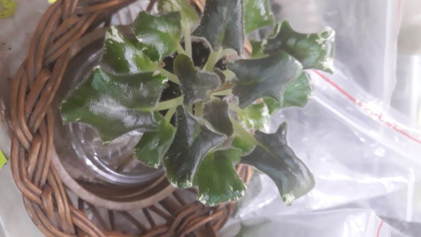  - Wranglers Gaudy Lady zzz