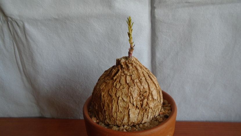Euphorbia trichadenia - Caudiciforme - pachycaule si bulboase 2021