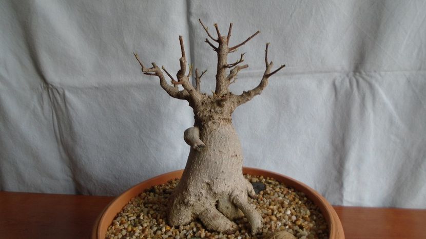 Ficus microcarpa cv. Ginseng - Caudiciforme - pachycaule si bulboase 2021