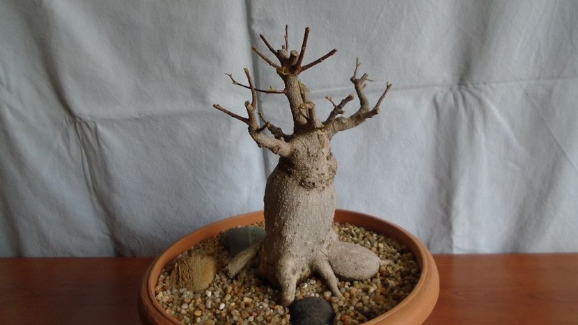 Ficus microcarpa cv. Ginseng - Caudiciforme - pachycaule si bulboase 2021