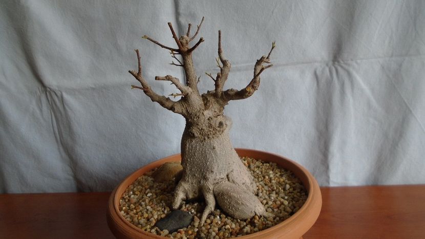 Ficus microcarpa cv. Ginseng - Caudiciforme - pachycaule si bulboase 2021