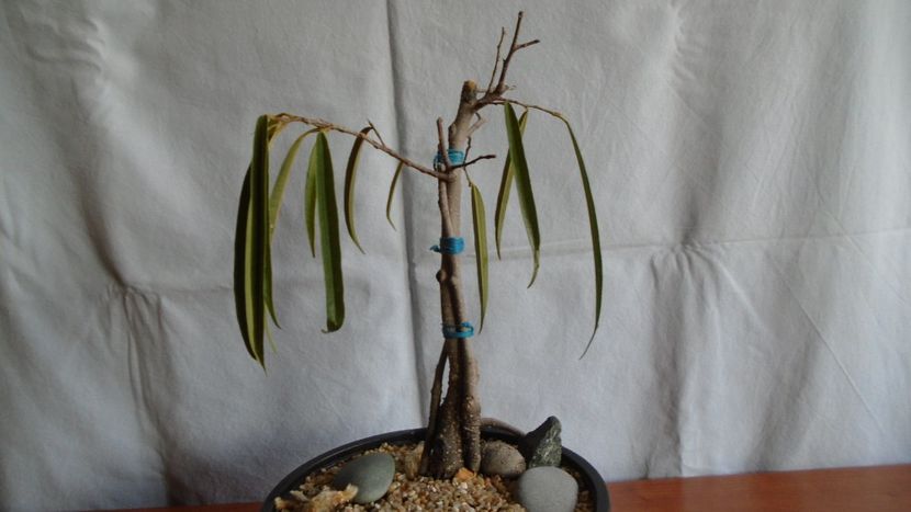 Ficus maclellandii cv. Alii - Caudiciforme - pachycaule si bulboase 2021