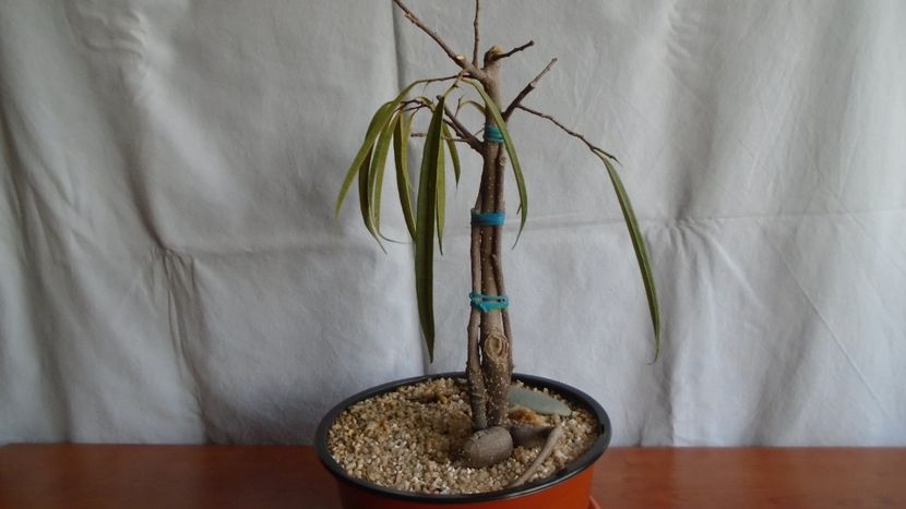 Ficus maclellandii cv. Alii - Caudiciforme - pachycaule si bulboase 2021