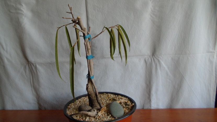Ficus maclellandii cv. Alii - Caudiciforme - pachycaule si bulboase 2021