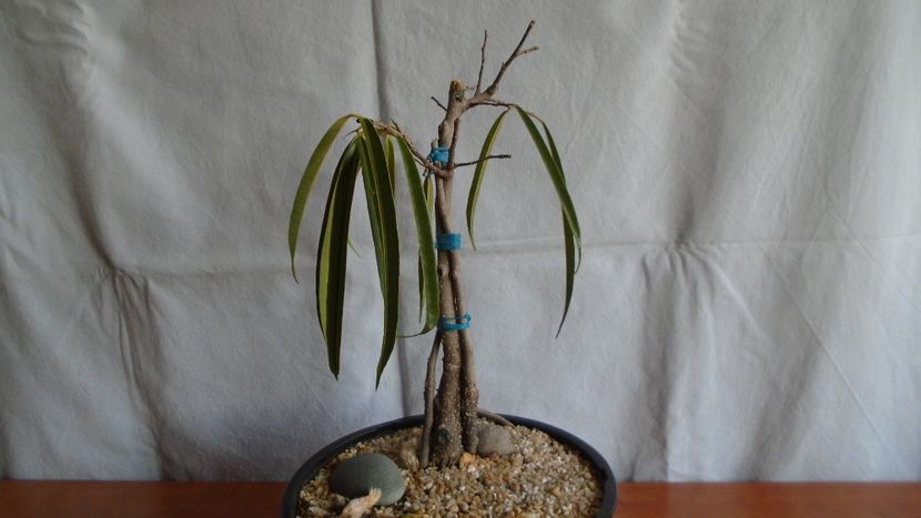 Ficus maclellandii cv. Alii - Caudiciforme - pachycaule si bulboase 2021