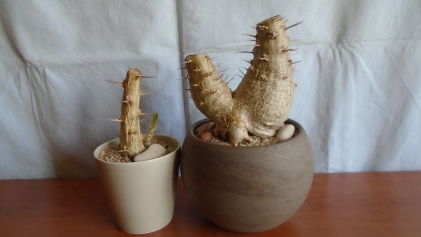 Pachypodium lealii ssp. saundersii (2 ex.) - Caudiciforme - pachycaule si bulboase 2021
