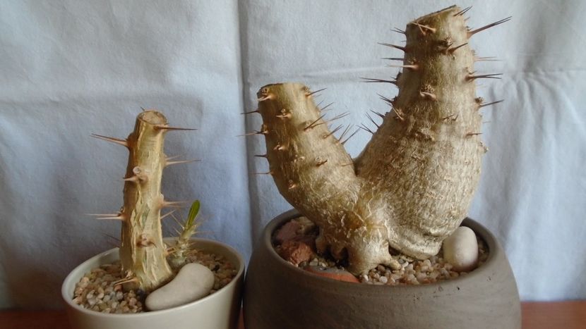 Pachypodium lealii ssp. saundersii (2 ex.) - Caudiciforme - pachycaule si bulboase 2021