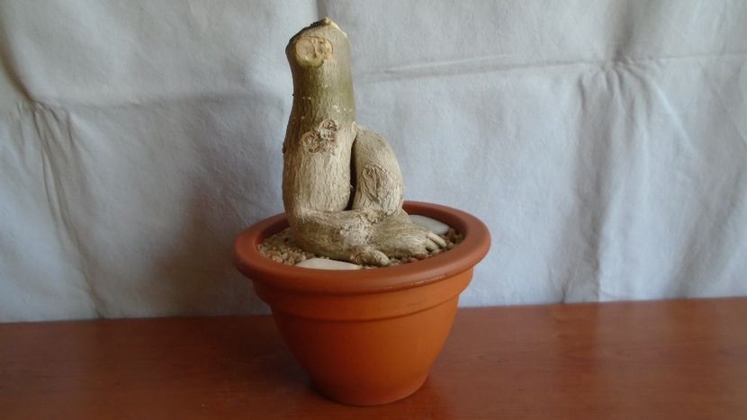Adenium obesum - Caudiciforme - pachycaule si bulboase 2021