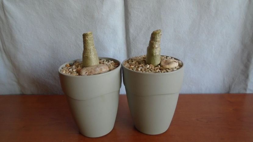 Adenium obesum cv. Yellow Soon & Adenium obesum cv. Star Of Black Night - Caudiciforme - pachycaule si bulboase 2021