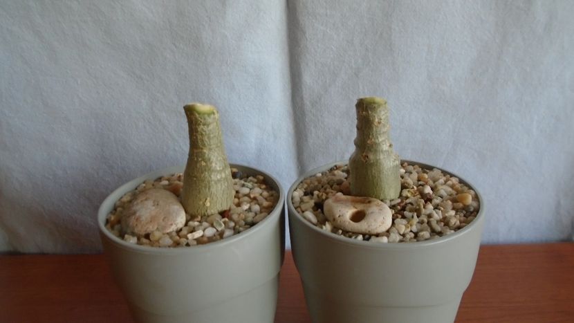 Adenium obesum cv. Yellow Soon & Adenium obesum cv. Star Of Black Night - Caudiciforme - pachycaule si bulboase 2021