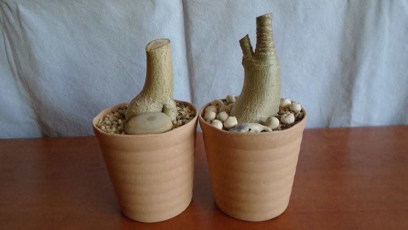 Adenium arabicum cv. "Black Pearl" & Adenium thai socotranum cv. "Golden Crown" - Caudiciforme - pachycaule si bulboase 2021