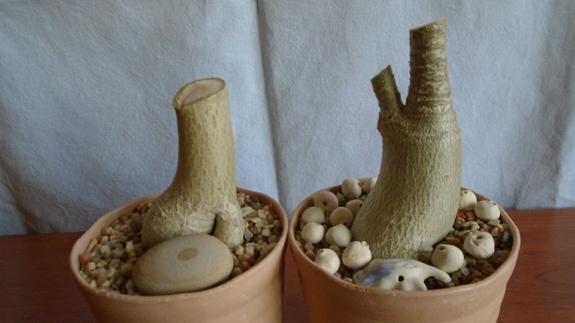Adenium arabicum "Black Pearl" & Adenium thai socotranum "Golden Crown" - Caudiciforme - pachycaule si bulboase 2021