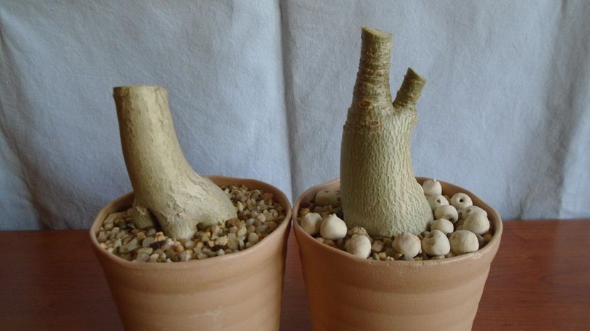 Adenium arabicum "Black Pearl" & Adenium thai socotranum "Golden Crown" - Caudiciforme - pachycaule si bulboase 2021