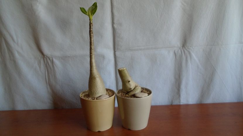Adenium arabicum cv. Tiny Ding-Dong & Adenium somalense - Caudiciforme - pachycaule si bulboase 2021