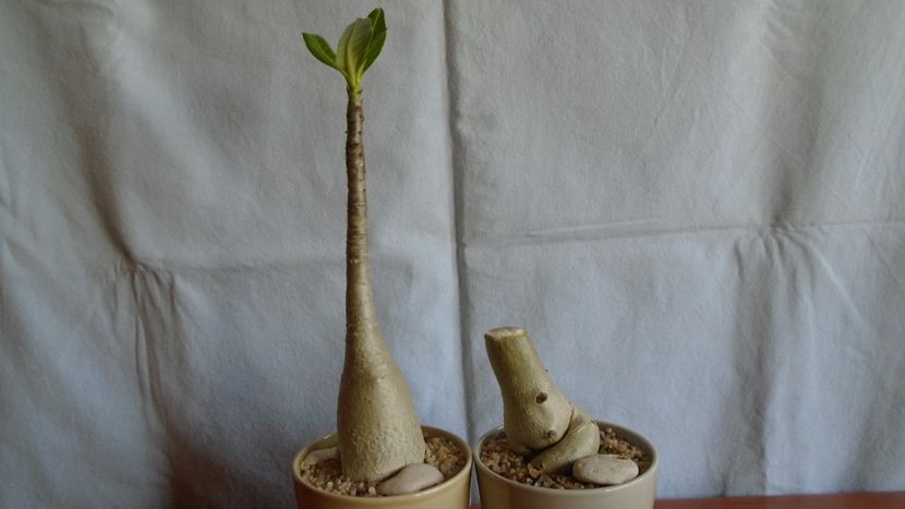 Adenium arabicum cv. Tiny Ding-Dong & Adenium somalense - Caudiciforme - pachycaule si bulboase 2021