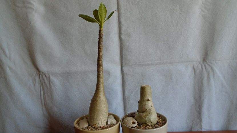 Adenium arabicum cv. Tiny Ding-Dong & Adenium somalense - Caudiciforme - pachycaule si bulboase 2021