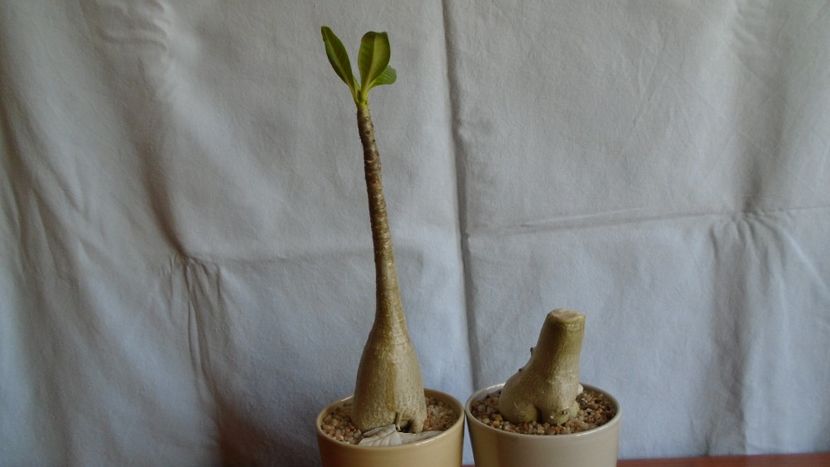 Adenium arabicum cv. Tiny Ding-Dong & Adenium somalense - Caudiciforme - pachycaule si bulboase 2021