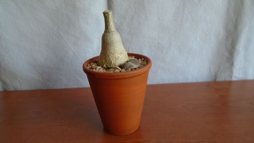 Adenium obesum - Caudiciforme - pachycaule si bulboase 2021