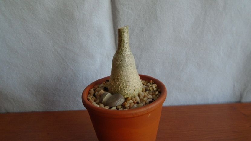 Adenium obesum - Caudiciforme - pachycaule si bulboase 2021