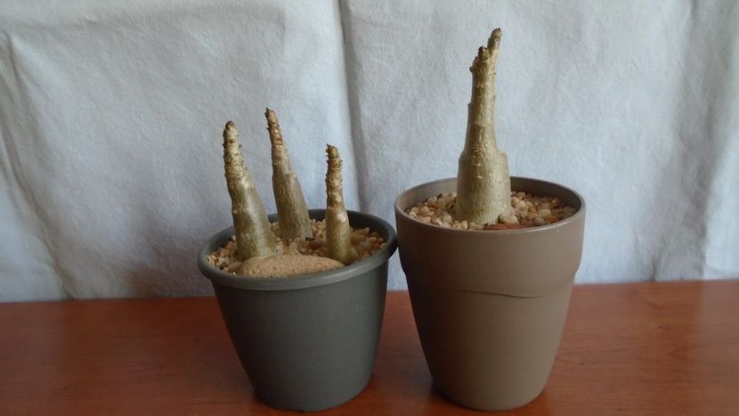 Adenium dhofarense (4 ex.) - Caudiciforme - pachycaule si bulboase 2021