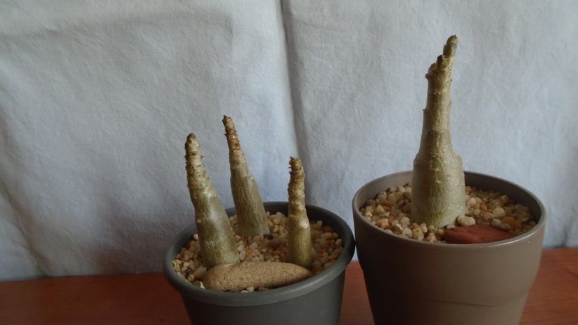 Adenium dhofarense (4 ex.) - Caudiciforme - pachycaule si bulboase 2021