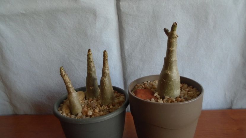 Adenium dhofarense (4 ex.) - Caudiciforme - pachycaule si bulboase 2021