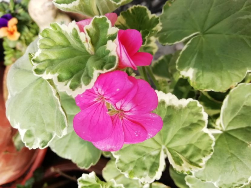  - Grădina 2021 continuare 1