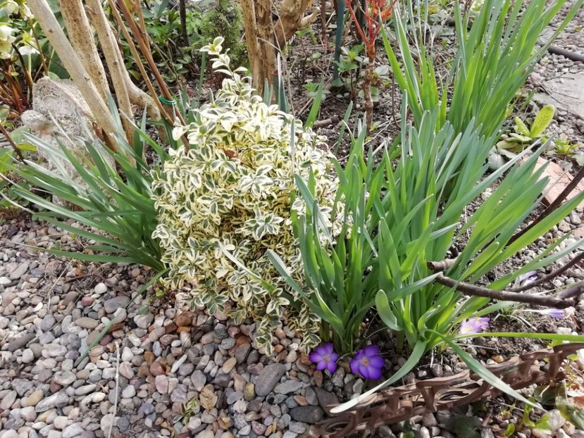  - Grădina 2021 continuare 1