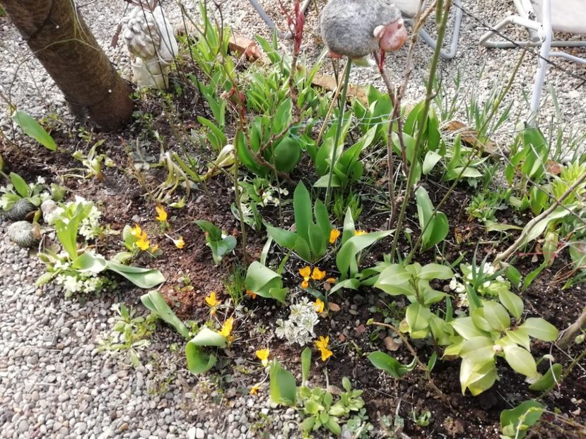  - Grădina 2021 continuare 1