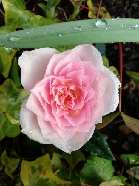  - Grădina 2021 continuare 1