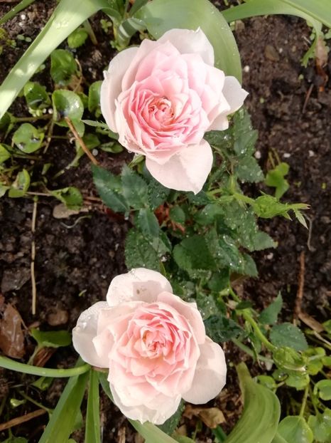  - Grădina 2021 continuare 1