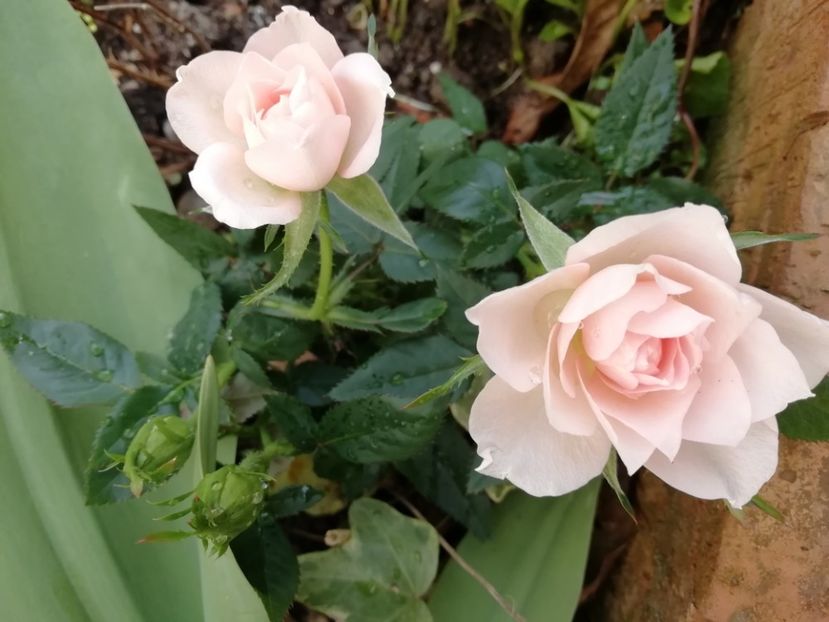  - Grădina 2021 continuare 1