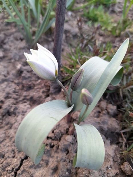 Lalele Polychroma (Tulip) - Lalele Polychroma -Tulip