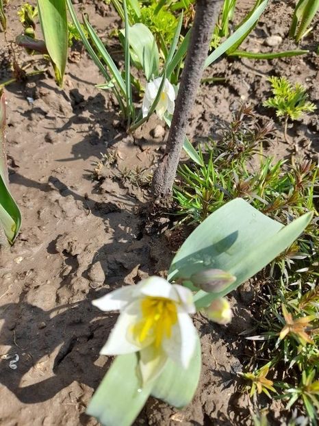 Lalele Polychroma (Tulip) - Lalele Polychroma -Tulip