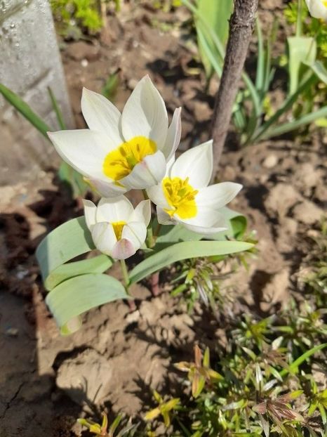 Lalele Polychroma (Tulip) - Lalele Polychroma -Tulip