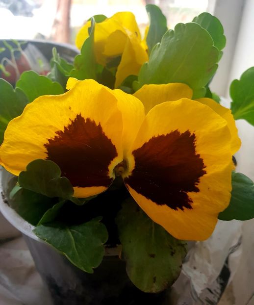  - - O - Fotografii x