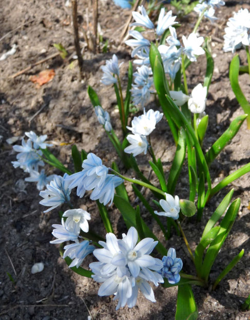  - 2021 - 01 - Primavara