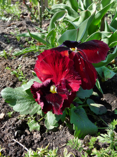  - 2021 - 01 - Primavara