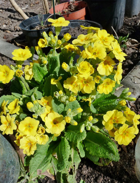  - 2021 - 01 - Primavara