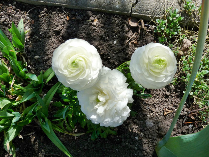  - 2021 - 01 - Primavara