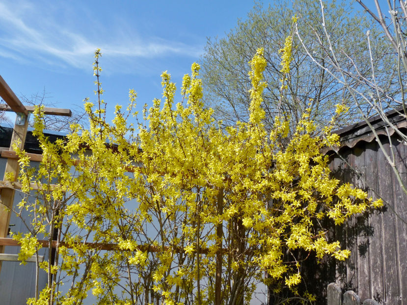  - 2021 - 01 - Primavara