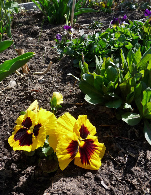  - 2021 - 01 - Primavara