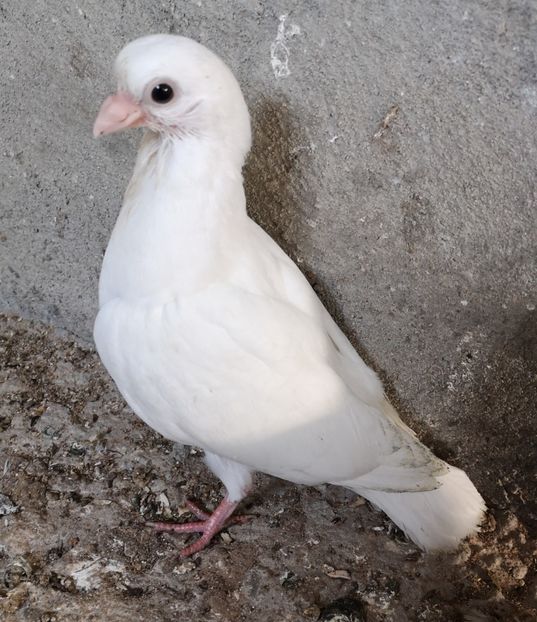  - Pui 2019 2020 2021