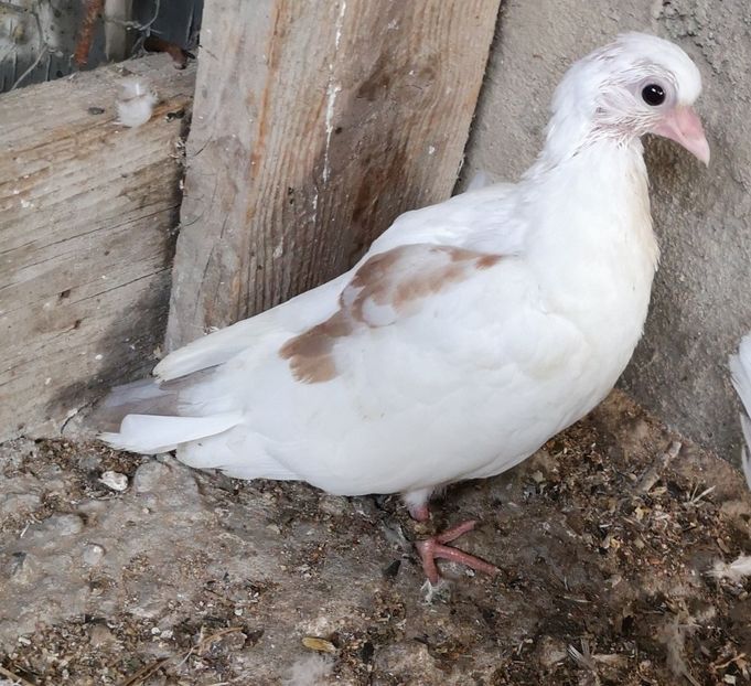  - Pui 2019 2020 2021